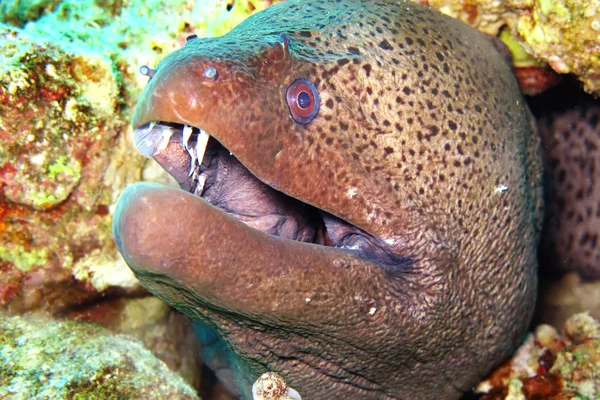 Giant moray — Stock Photo, Image