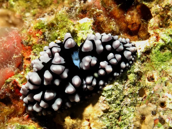 Pustulose wart slug — Stock Photo, Image