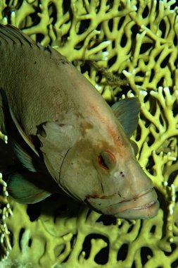 Redmouth orfoz
