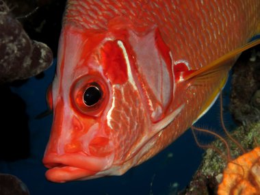 longjawed sincap balığı