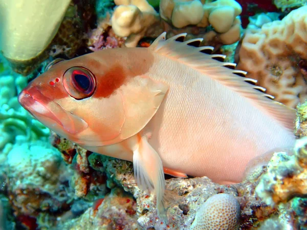 Blacktip grouper — Stock Photo, Image