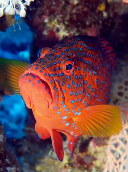 Agrupador traseiro de coral — Fotografia de Stock