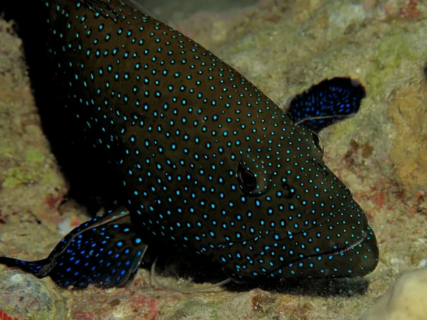 Peacock grouper — Stock Photo, Image