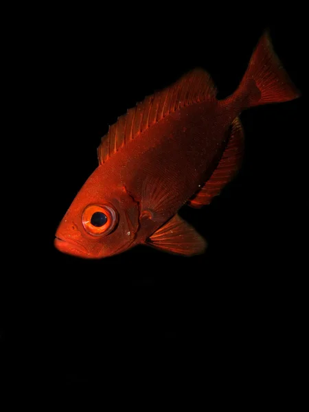 Cauda crescente Bigeye — Fotografia de Stock