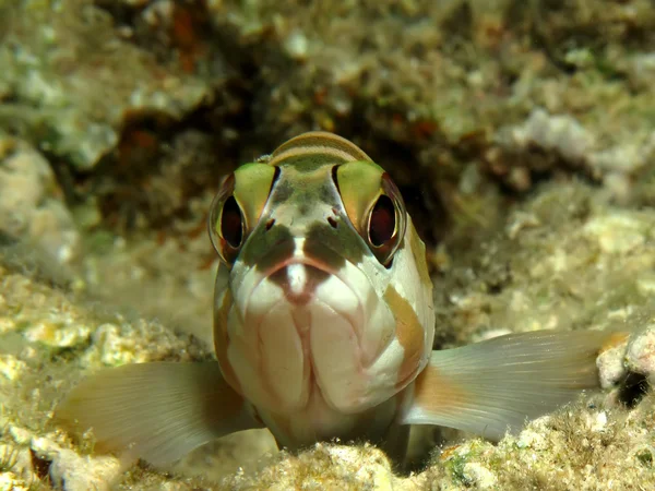 Epinephelus fasciatus — Stockfoto