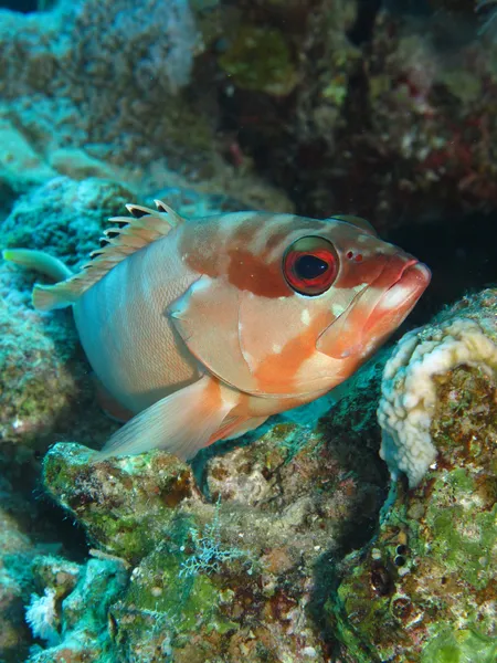 Blacktip rdzawa — Zdjęcie stockowe