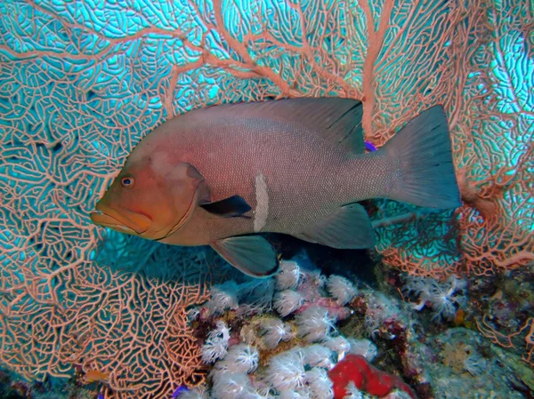 Redmouth grouper — Stockfoto