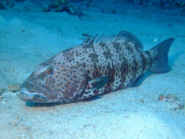 Coral Grouper — Stock Photo, Image