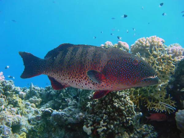 Koral rdzawa — Zdjęcie stockowe