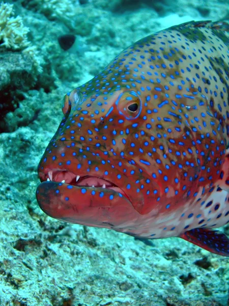 Coral Grouper — Stock Photo, Image