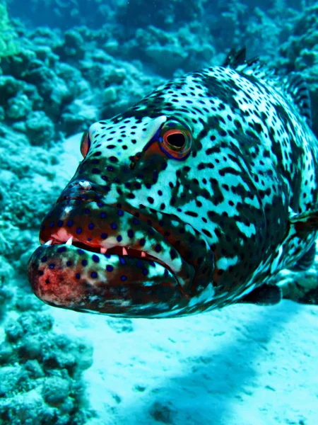 Coral Grouper — Stock Photo, Image