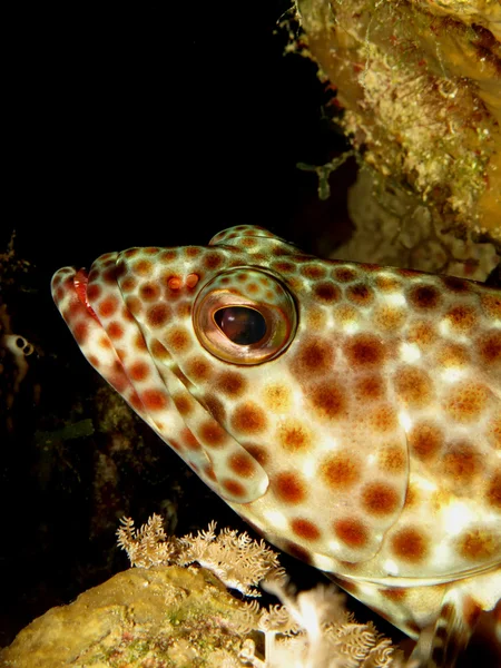 Vettige tandbaars — Stockfoto