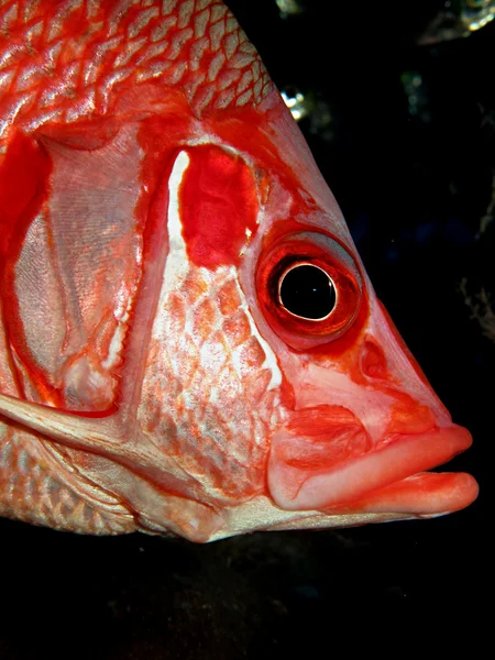 Longjawed squirrelfish — стокове фото