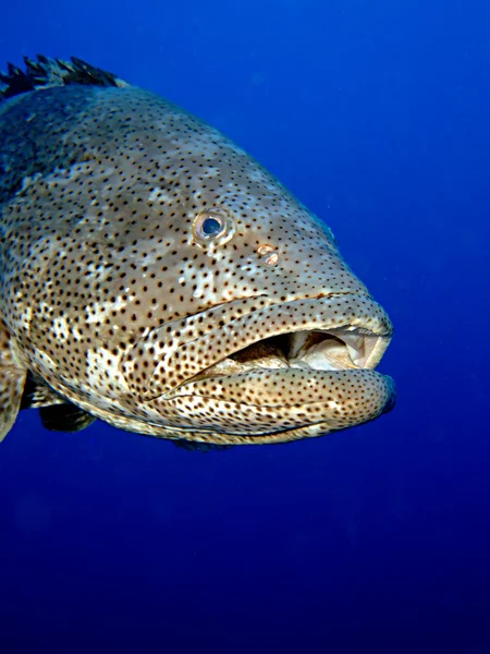 Potato grouper — Stock Photo, Image