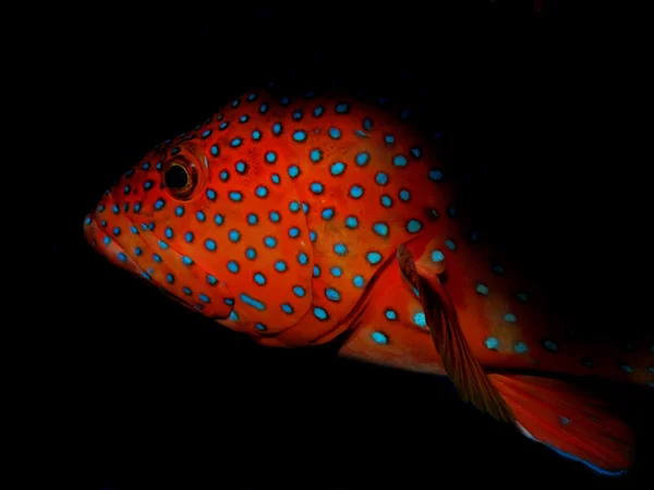 Coral Hind Grouper — Stock Photo, Image