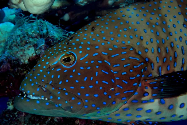 Koral rdzawa — Zdjęcie stockowe