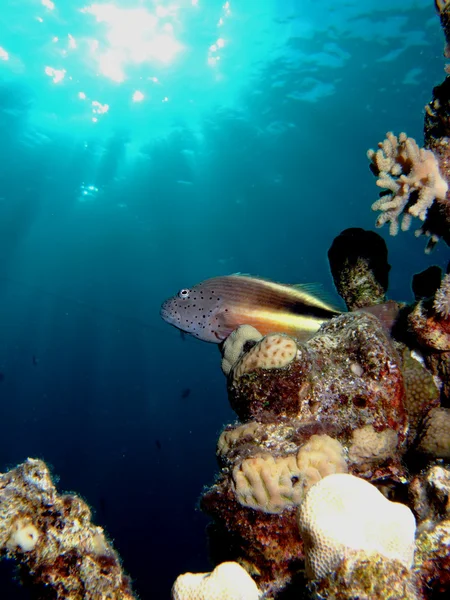 Freckled hawkfish — Stock Photo, Image