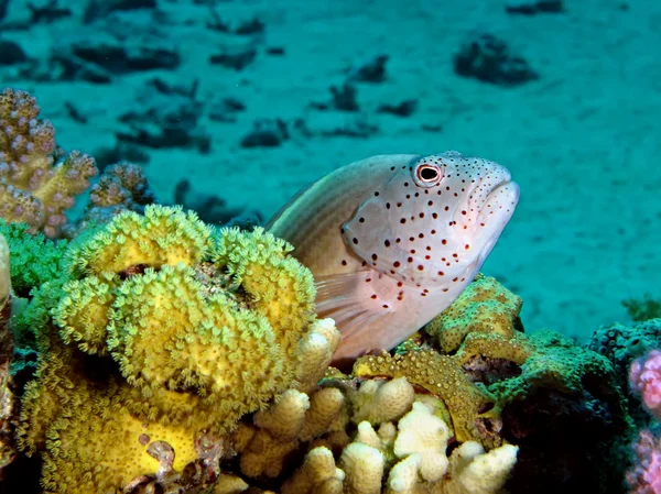 Freckled hawkfish — Stock Photo, Image