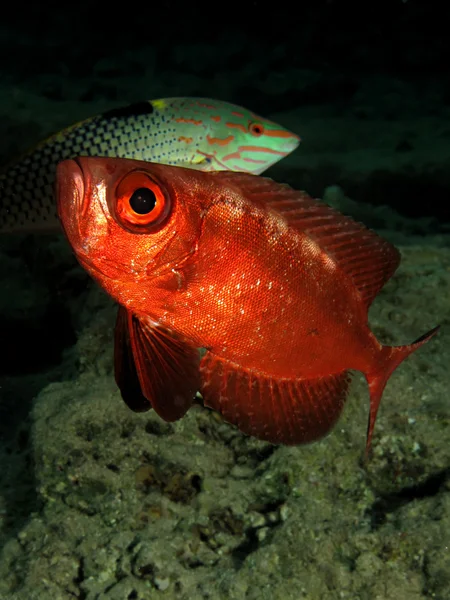 Crescent tail Bigeye — Stock Photo, Image