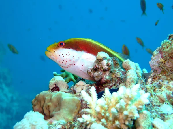 Φακιδωμένος hawkfish — Φωτογραφία Αρχείου