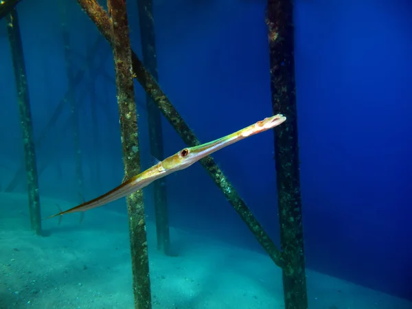Smooth Cornetfish — Stock Photo, Image