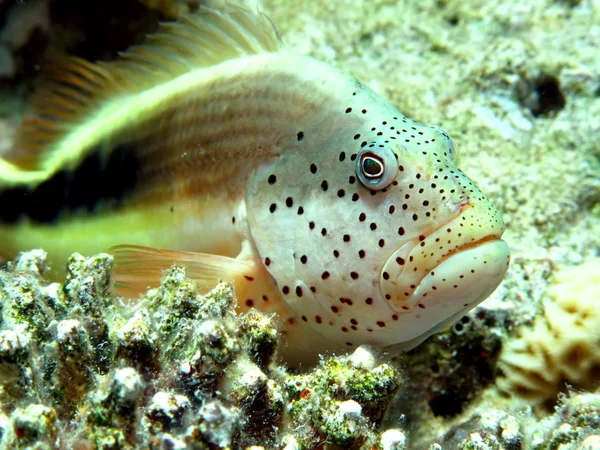 Freckled hawkfish — Stock Photo, Image