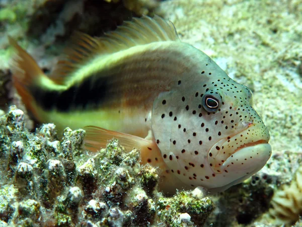 雀斑的 hawkfish — 图库照片