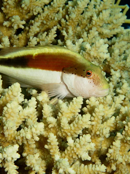 Freckled hawkfish — Stockfoto