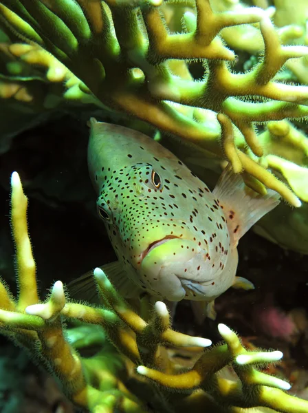 Peixe-falcão sardento — Fotografia de Stock