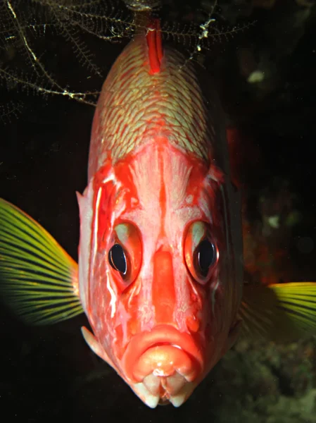 Peixe-esquilo de mandíbula comprida — Fotografia de Stock