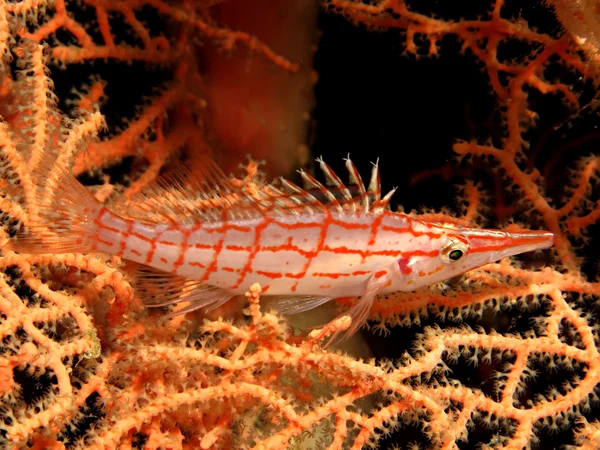 Μακρύρυγχος hawkfish — Φωτογραφία Αρχείου