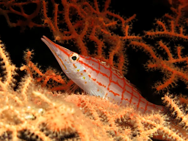 longnose kaybolmuştu