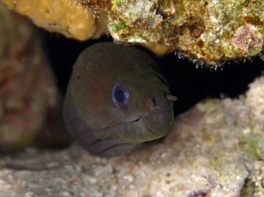dalgalı moray