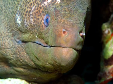 Dev moray
