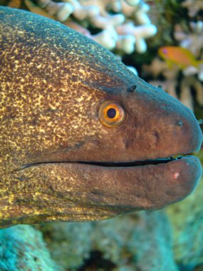 yellowmargin moray