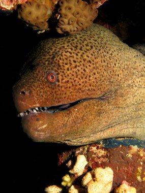 Dev moray