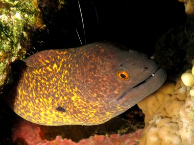 yellowmargin moray
