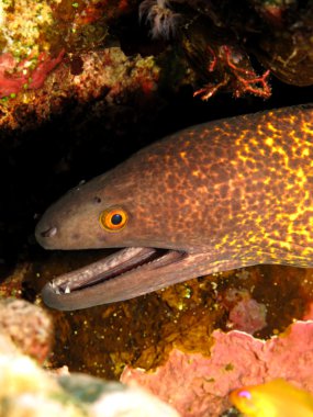 yellowmargin moray