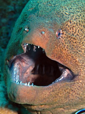 Dev moray