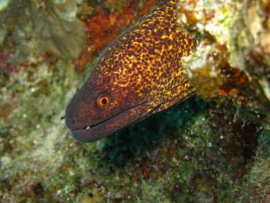 yellowmargin moray
