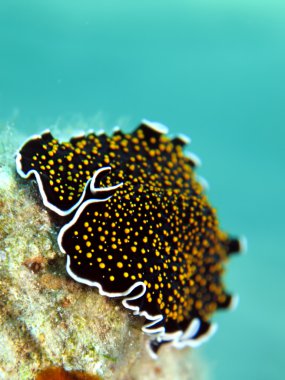 Altın noktalı kurguya