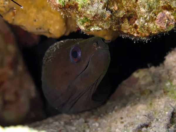 Undulated moray — Stock Photo, Image