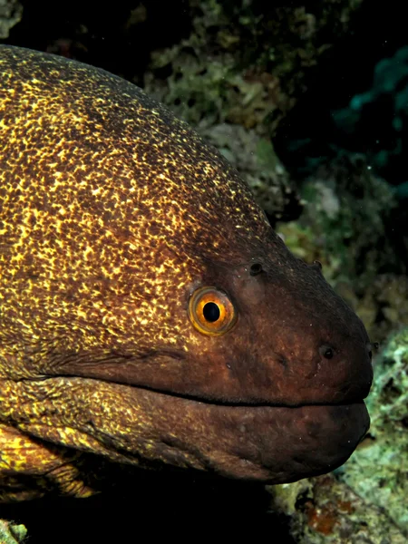 Yellowmargin moray — Stock Photo, Image