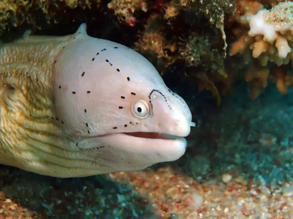 Grey moray — Stock Photo, Image