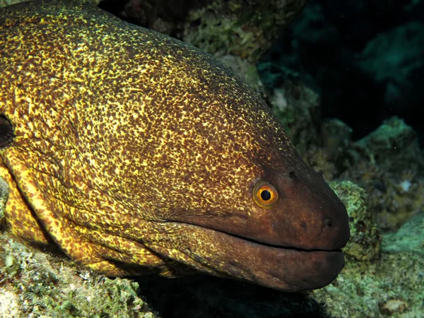 Yellowmargin moray — Stock Photo, Image