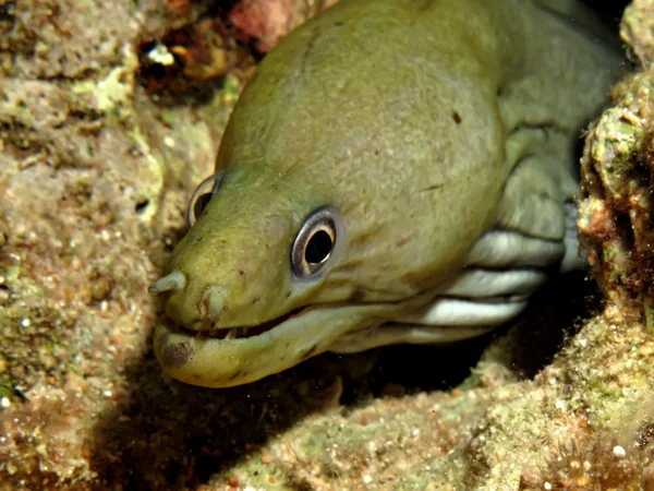 Moray ondulado — Fotografia de Stock