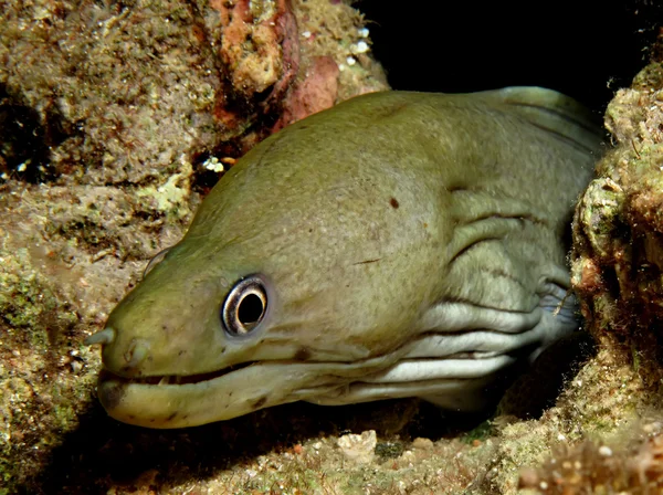 Pofalowany moray — Zdjęcie stockowe