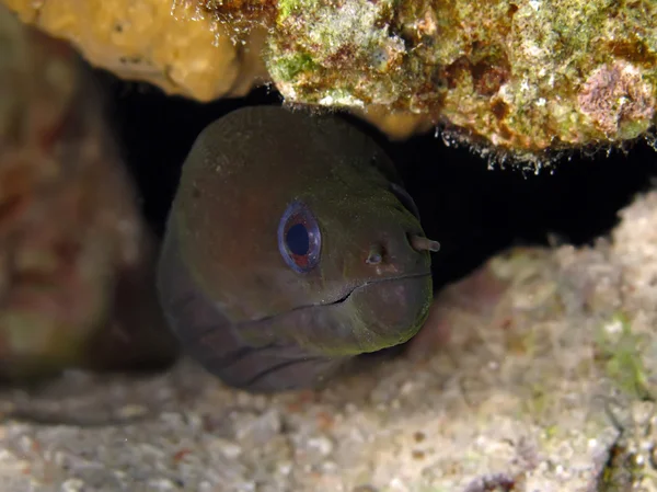 Pofalowany moray — Zdjęcie stockowe