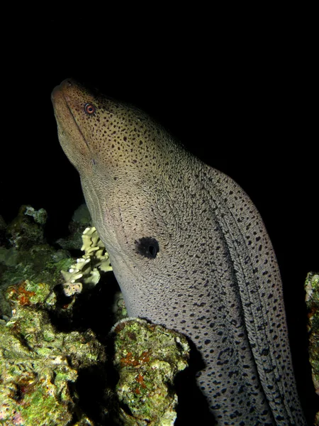 Morena gigante — Foto de Stock