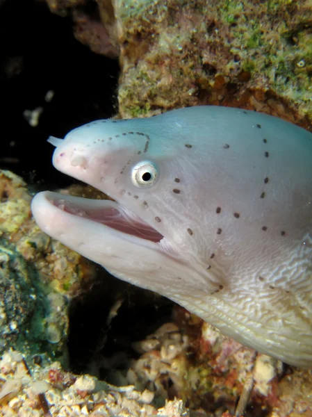 Grey moray — Stock Photo, Image